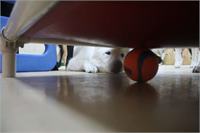 daycare pic 130 - oniko ball